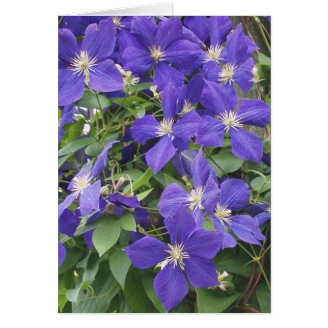 CLEMATIS, BLUE (Front)