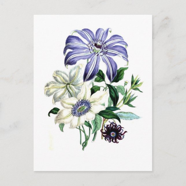Clematis by Jane Loudon Postcard (Front)