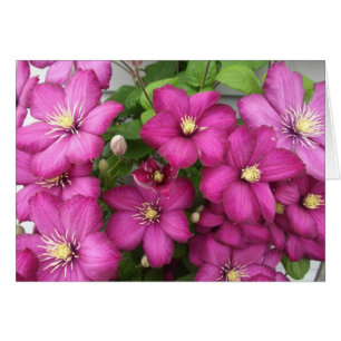 Clematis Card