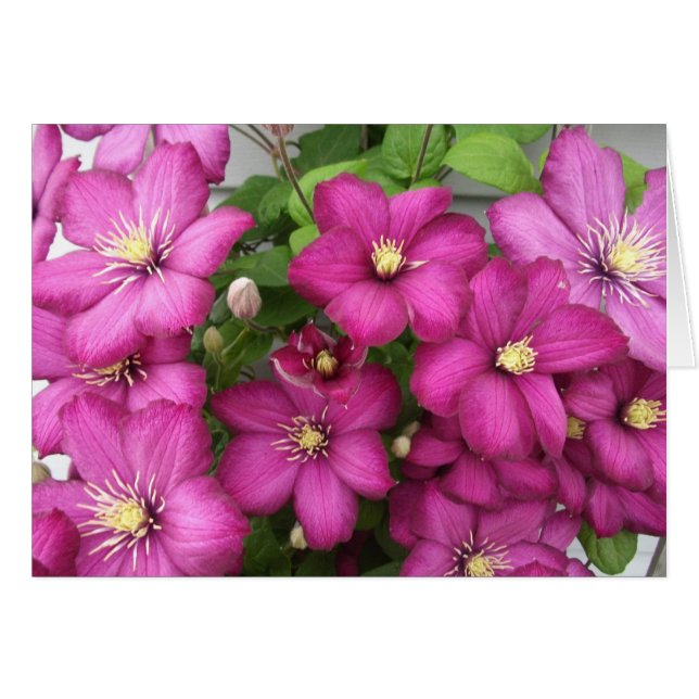 Clematis Card (Front Horizontal)