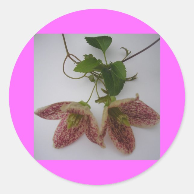 Clematis cirrhosa flower classic round sticker (Front)