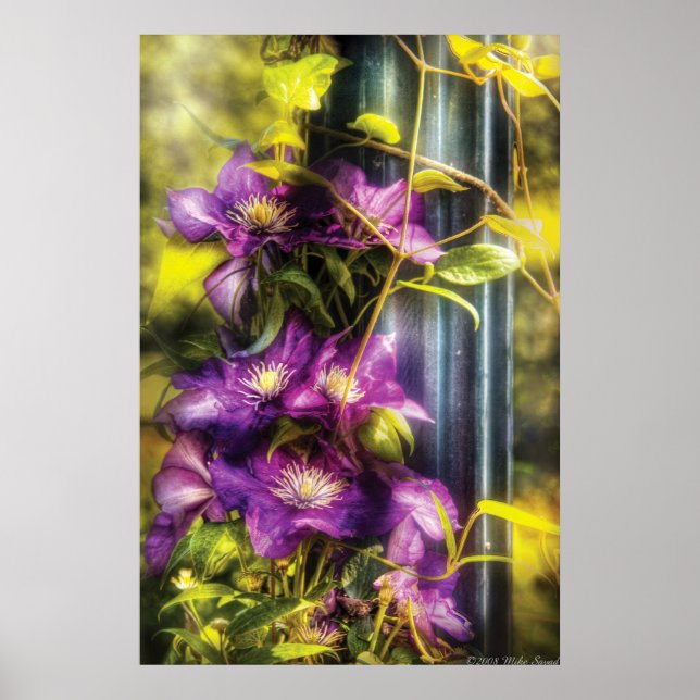 Clematis - Clematis & Lamp Poster (Front)