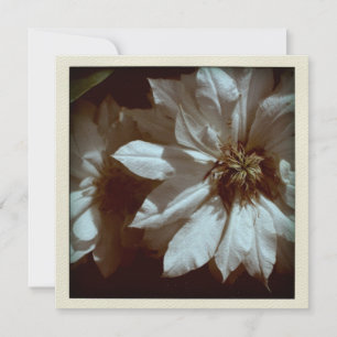 Clematis Floral Photography 2 Funeral Announcement