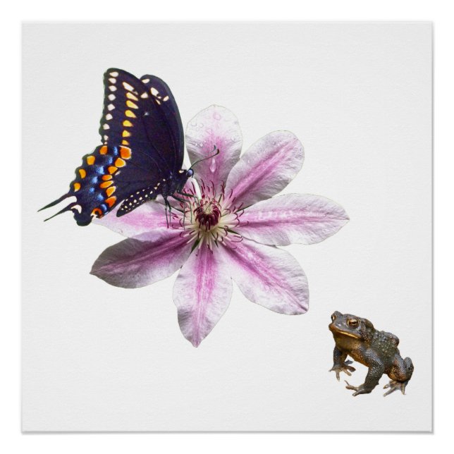 Clematis flower and black swallowtail butterfly poster (Front)