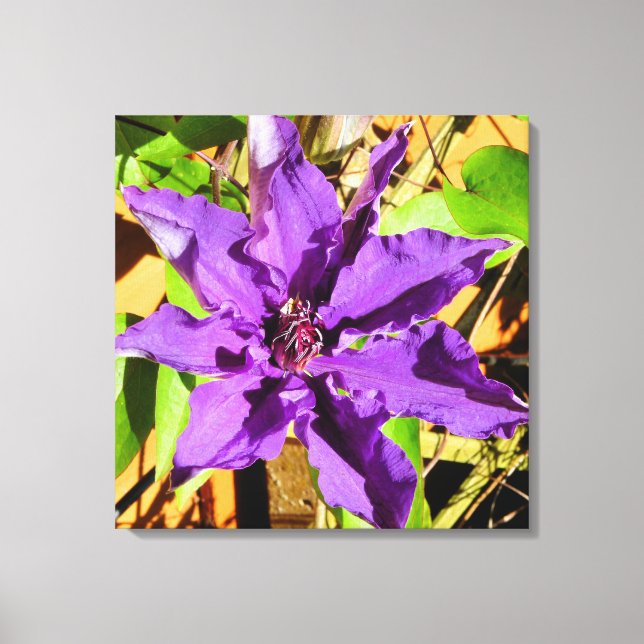 CLEMATIS FLOWER CANVAS PRINT (Front)