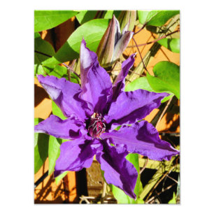 CLEMATIS FLOWER PHOTO PRINT