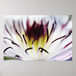 clematis flower poster