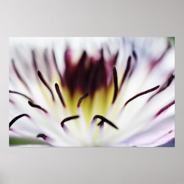 clematis flower poster (Front)
