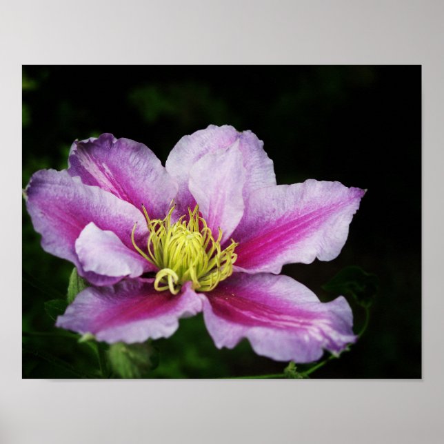 Clematis Flowers Poster (Front)