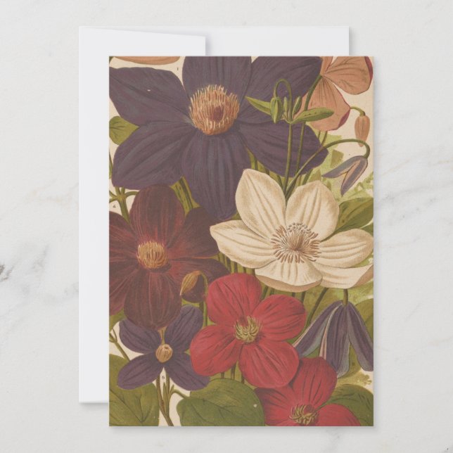 Clematis | George Nicholson (Front)