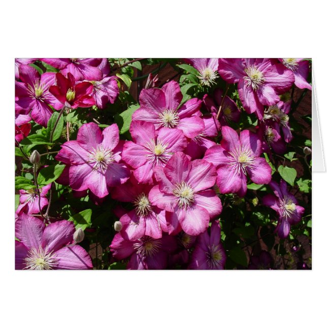 Clematis in Bloom (Front Horizontal)