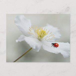 Clematis montana with ladybird postcard