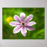Clematis 'Nelly Moser'