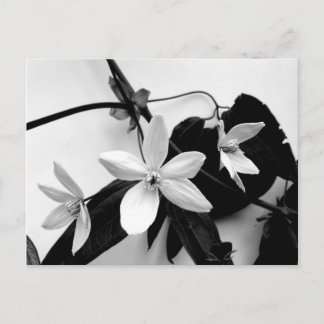 Clematis on the Vine in Monochrome Postcard