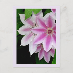 Clematis Postcard