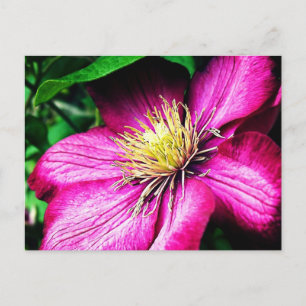 Clematis Postcard