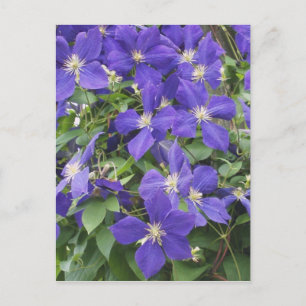 clematis postcard