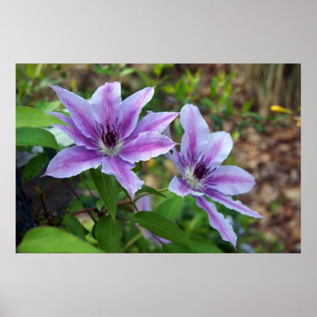 Clematis Spring Poster (Front)