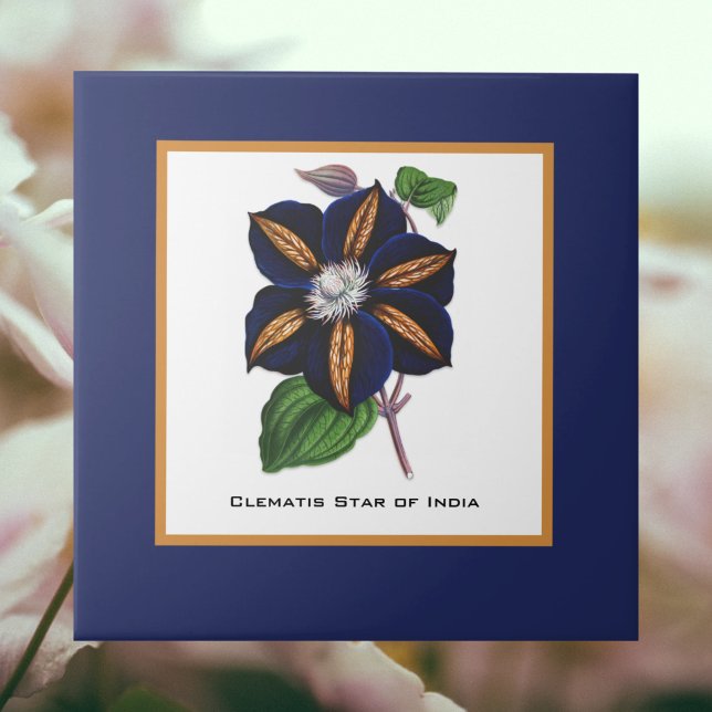 Clematis Star of India Botanical Illustration Tile (Creator Uploaded)