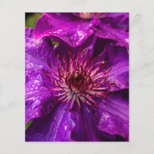 Clematis The President