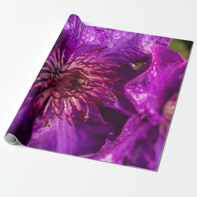 Clematis The President Wrapping Paper (Unrolled)