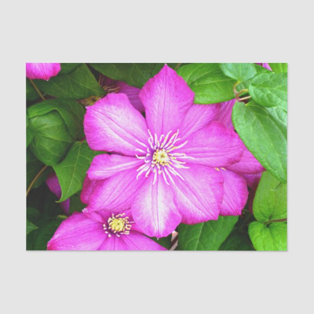 Clematis Tissue Paper (Front)