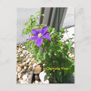 Clematis vine purple Flowers Spiegeland Postcard
