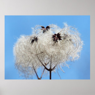 Clematis vitalba - Old Man's Beard Poster