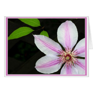Clematis With Leaves
