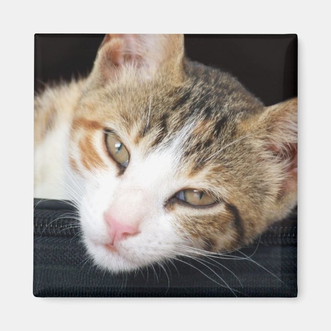 Cleo Cat Magnet (Front)