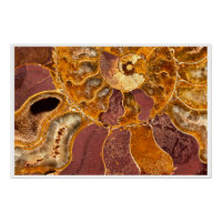 Cleoniceras Ammonite Fossil Wall Art Nature Print