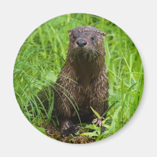 Clever River Otter Magnet