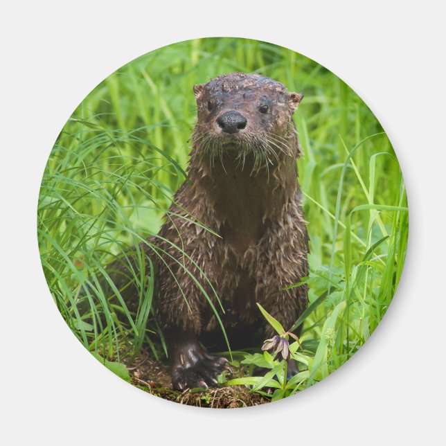 Clever River Otter Magnet (Front)