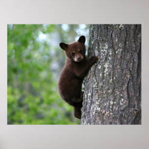 Climbing Bear Cub Poster