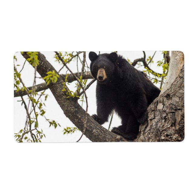 Climbing Black Bear (Front)