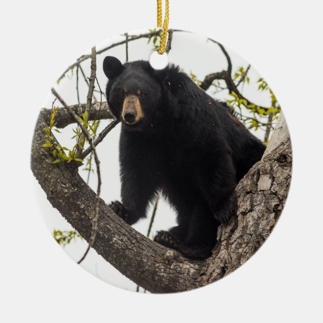 Climbing Black Bear Ceramic Tree Decoration (Front)