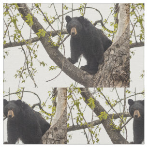 Climbing Black Bear Fabric