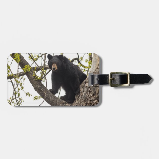 Climbing Black Bear Luggage Tag (Front Horizontal)