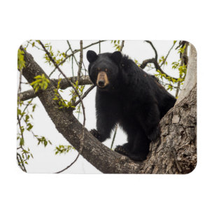 Climbing Black Bear Magnet