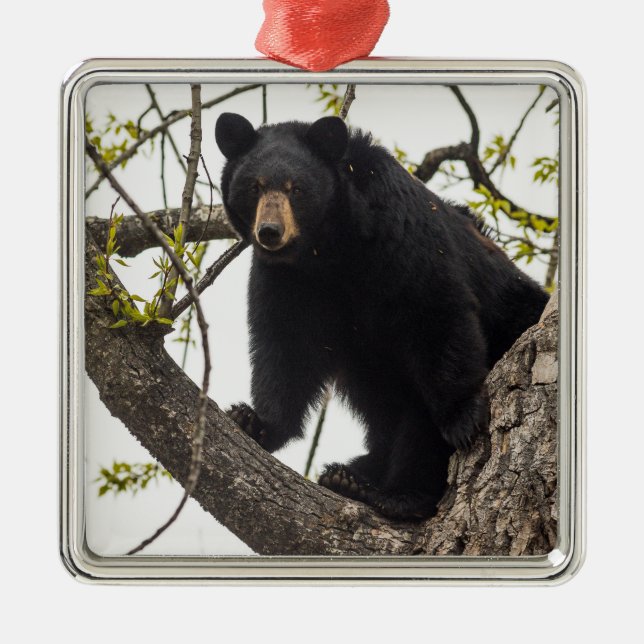 Climbing Black Bear Metal Tree Decoration (Front)