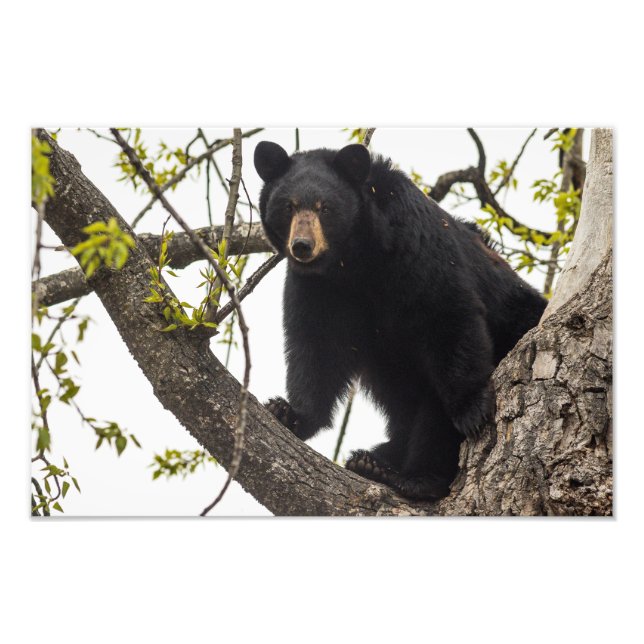 Climbing Black Bear Photo Print (Front)