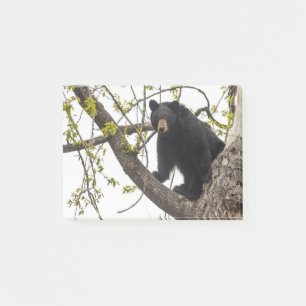 Climbing Black Bear Post-it Notes