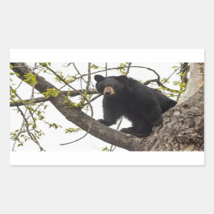 Climbing Black Bear Rectangular Sticker