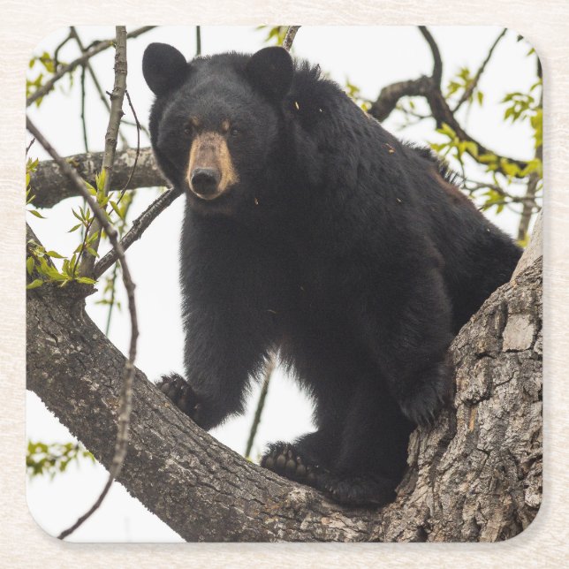 Climbing Black Bear Square Paper Coaster (Front)