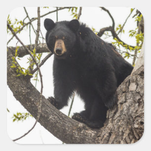 Climbing Black Bear Square Sticker