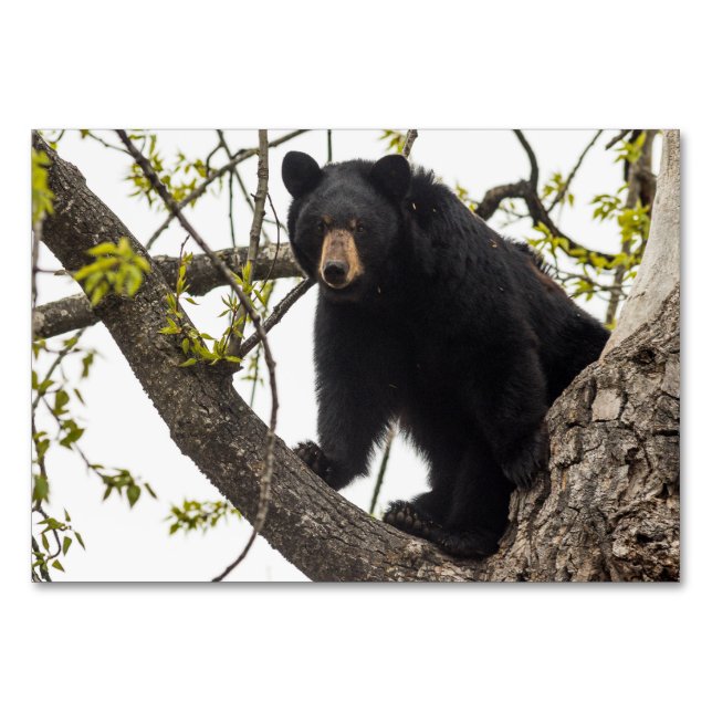 Climbing Black Bear Table Number (Front)