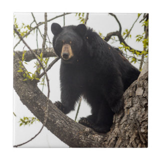 Climbing Black Bear Tile