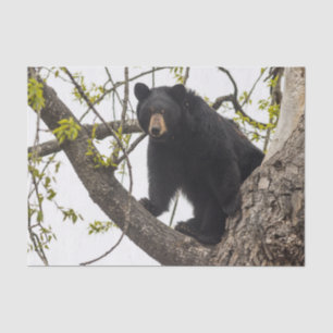 Climbing Black Bear Tissue Paper