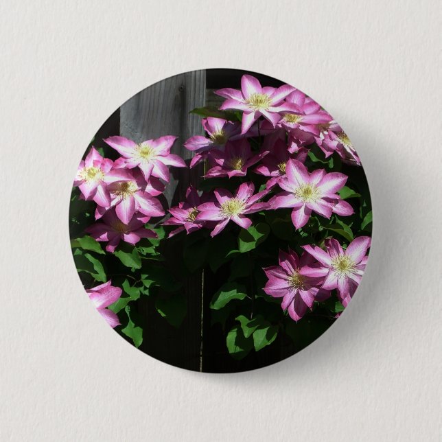 Climbing Clematis Purple Spring Flowers 6 Cm Round Badge (Front)