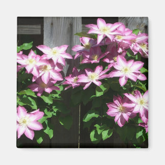 Climbing Clematis Purple Spring Flowers Magnet